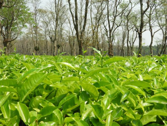 Tea Garden of Dooars