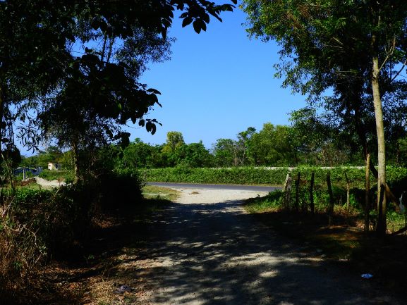 Tea Garden